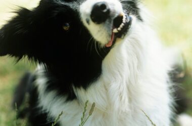 A Histeria Nacional com o Fim das Carrocinhas de Cachorros em 2021