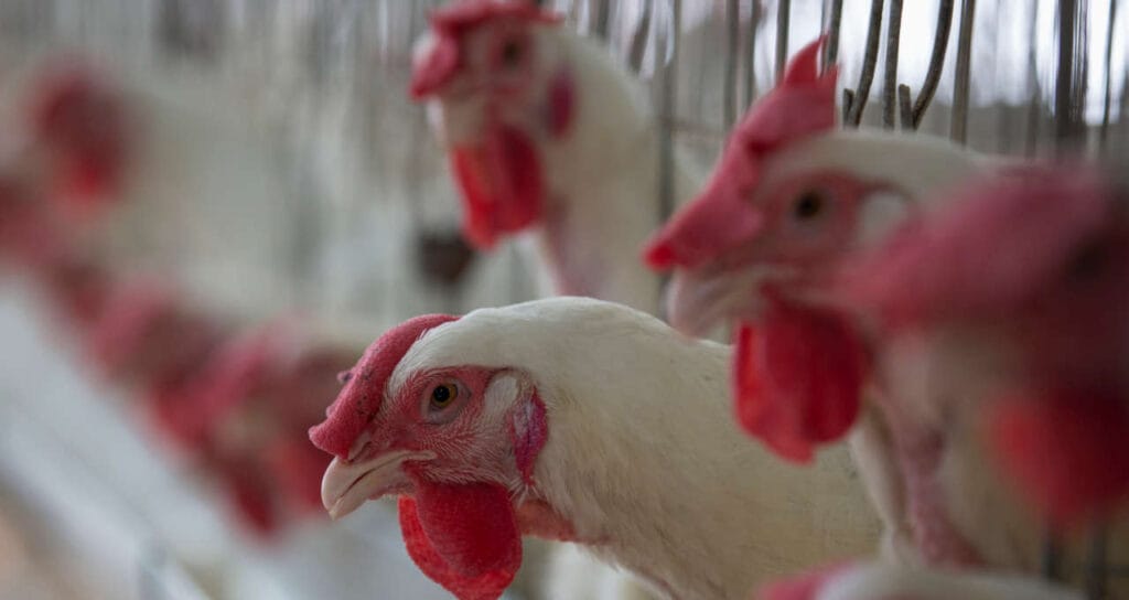 Aves silvestres morrem por gripe aviária em zoológico do RS, diz autoridade – Money Times 2 gripe aviaria aves argentina