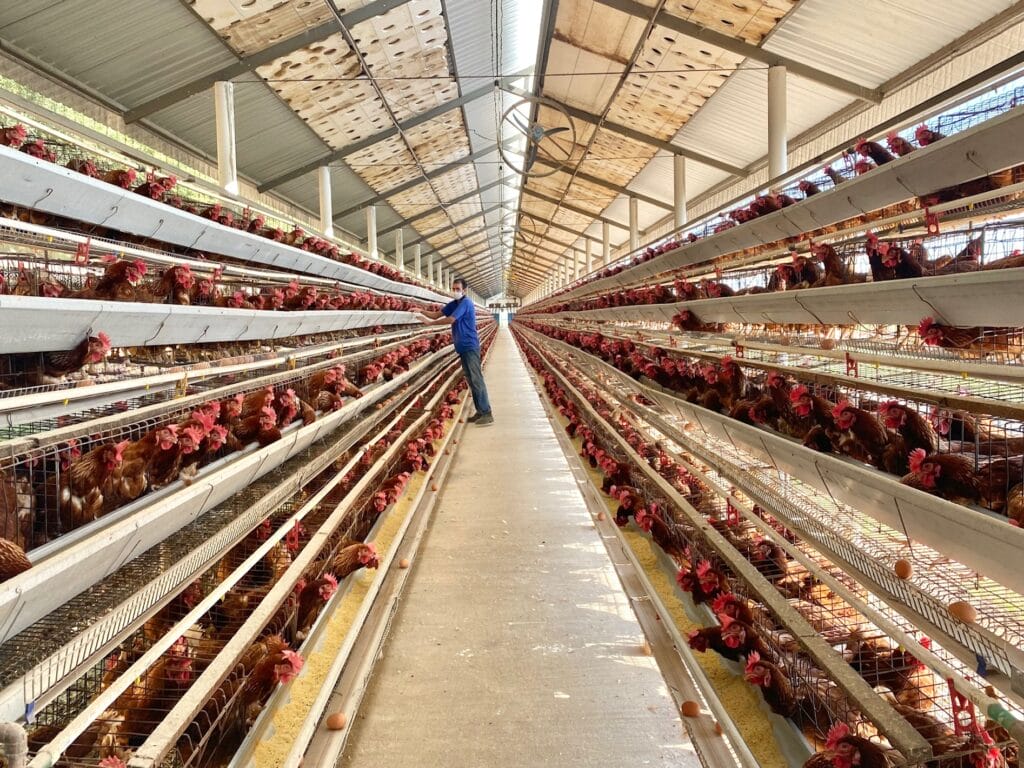 Qual é o risco da gripe aviária para a saúde humana? | Saúde 1 para prevenir se o produtor pode seguir algumas praticas foto thais passos sema